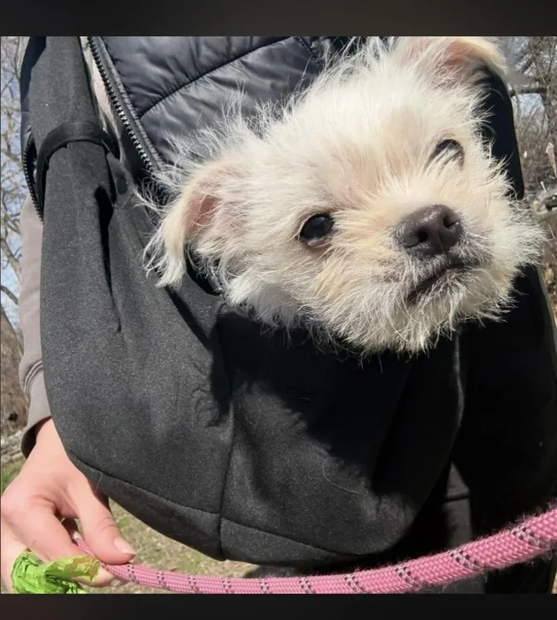 Biscotti thumbnail 6