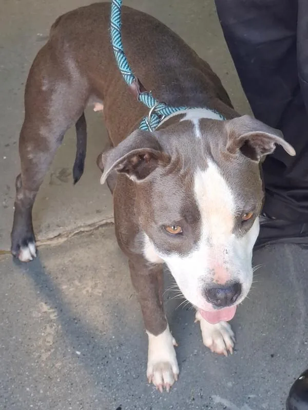 Pen Celia Hw +