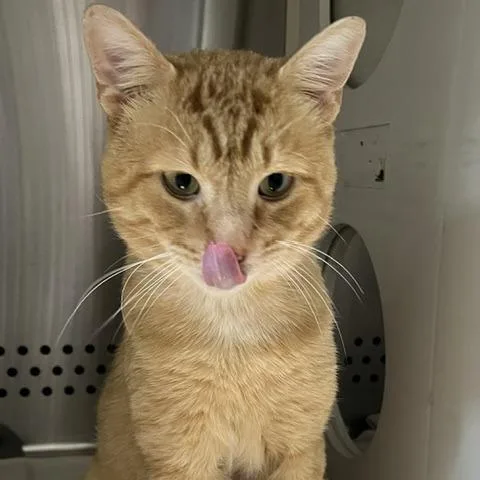 An adult large-sized male Orange / Red Domestic Short Hair cat named Bananas for adoption in Baltimore, MD