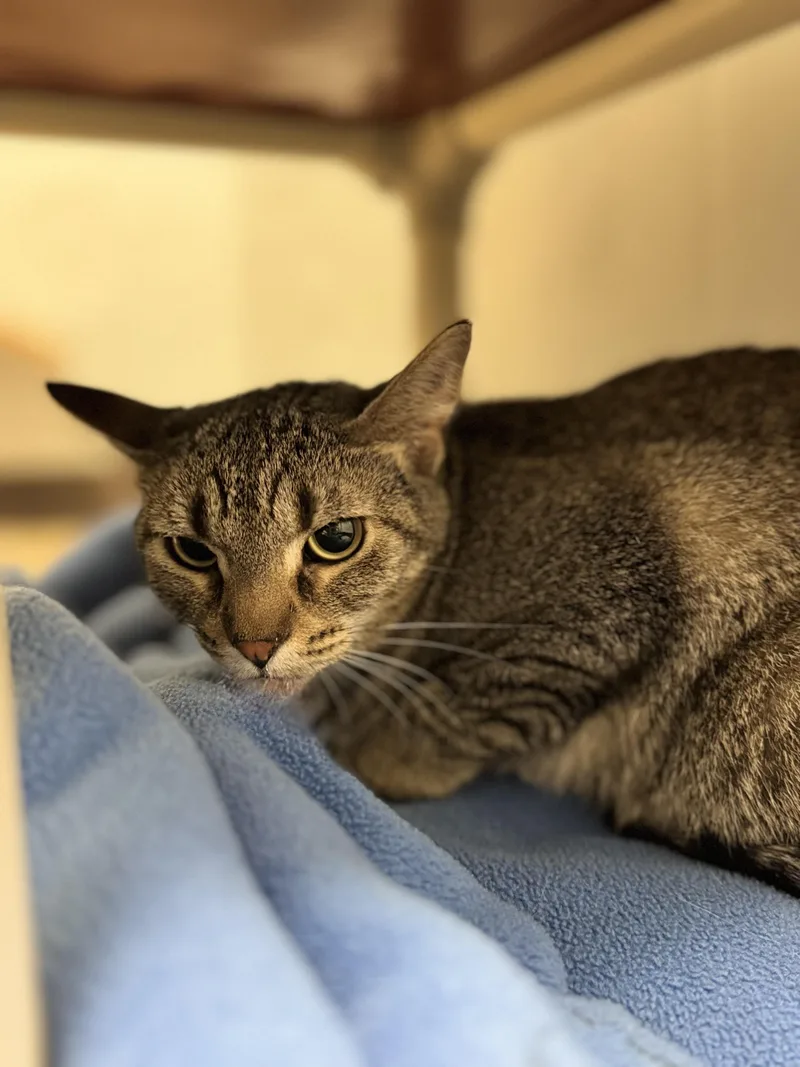 An adult medium-sized male Tabby (Brown / Chocolate) Domestic Short Hair cat named Sparrow for adoption in Dodgeville, WI