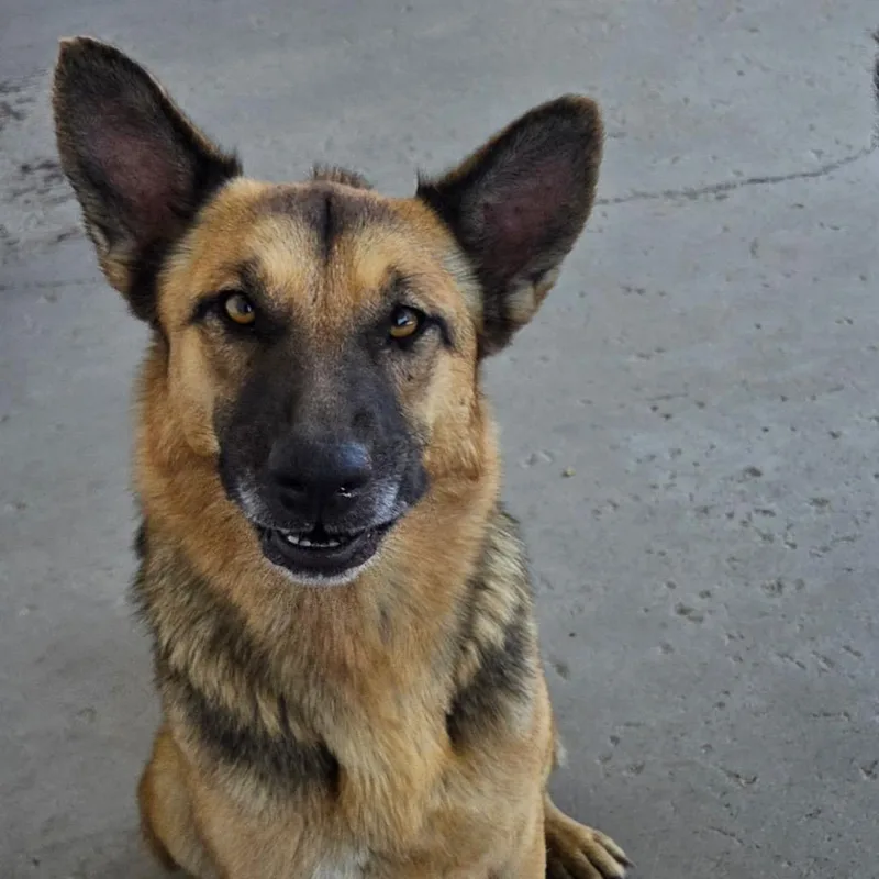 An adult large-sized female Yellow / Tan / Blond / Fawn German Shepherd Dog named Loralei for adoption in Castle Pines, CO