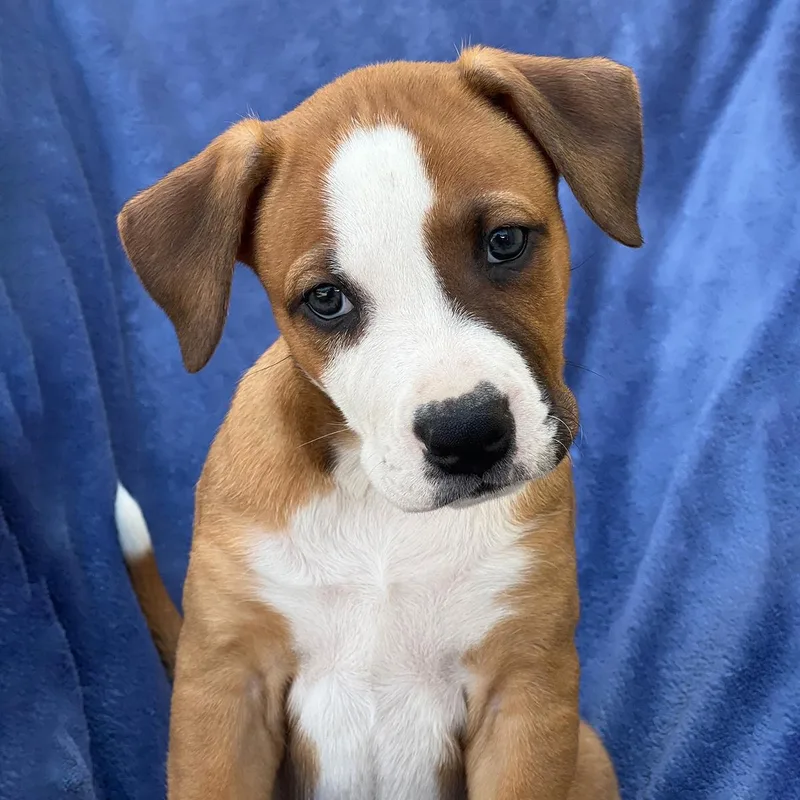 A baby medium-sized female Labrador Retriever dog named Arbor Pup  Lattice for adoption in San Diego, CA
