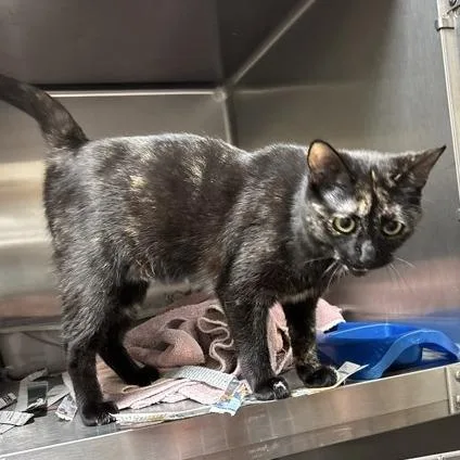 Sprinkles thumbnail 2