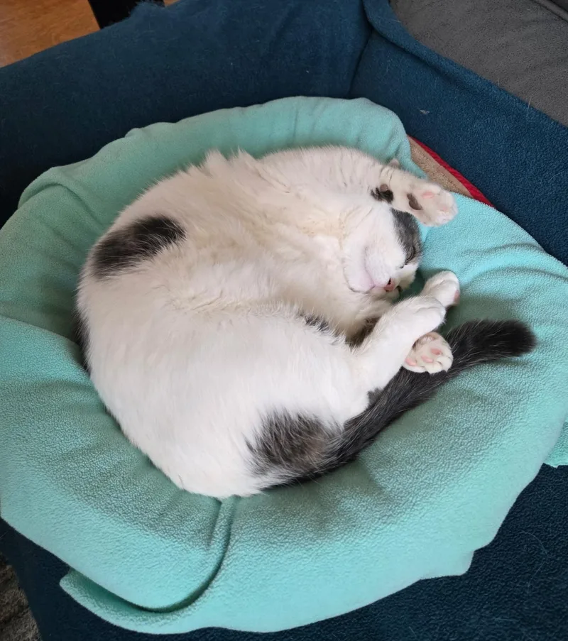 Stitchks thumbnail 2