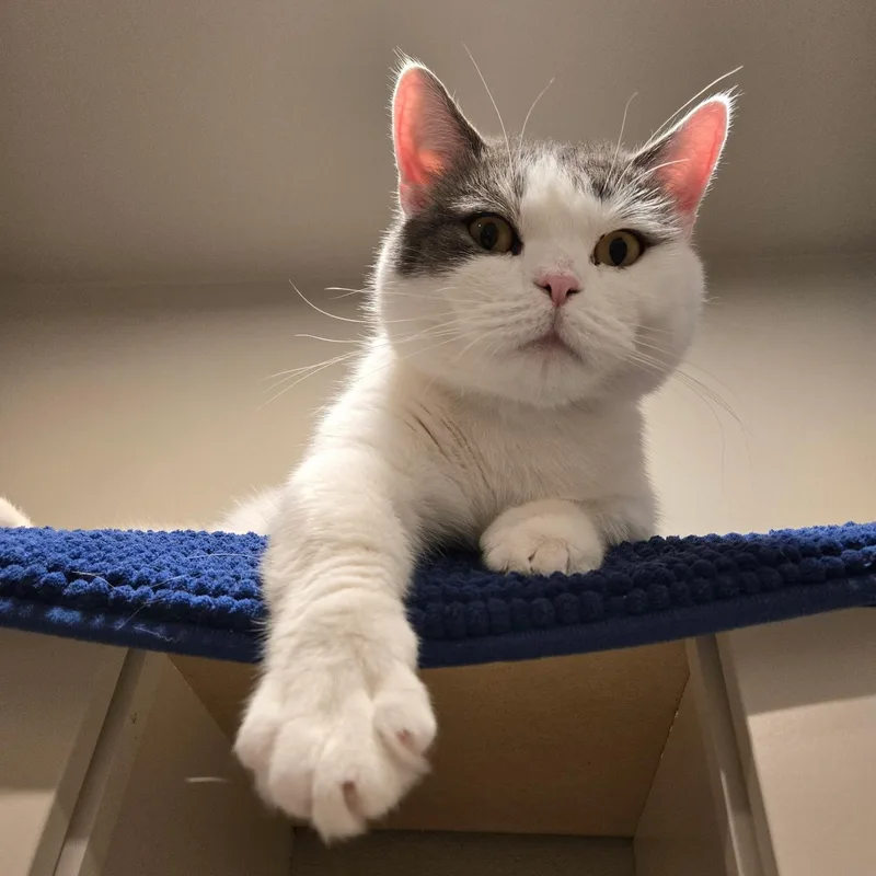 Stitchks thumbnail 3