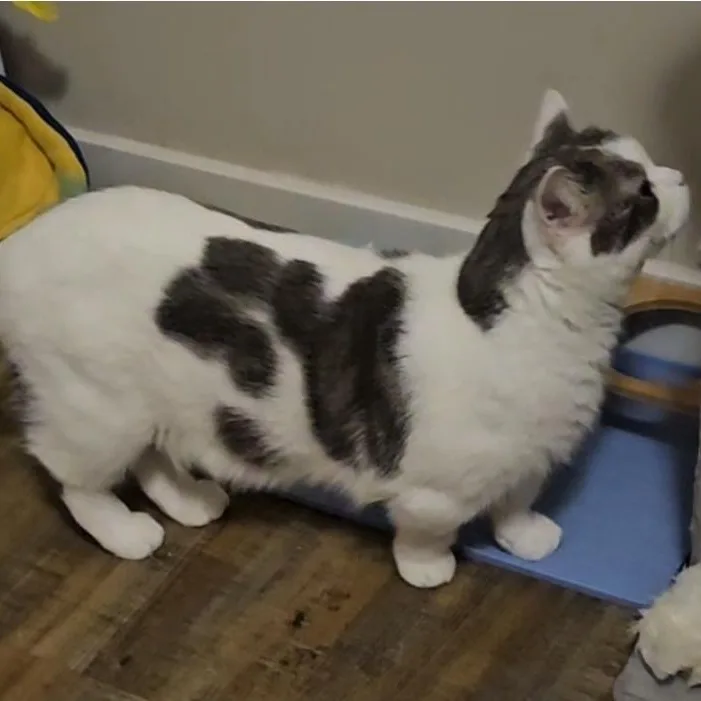 Stitchks thumbnail 4