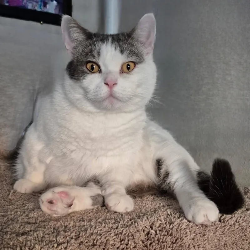 Stitchks thumbnail 5