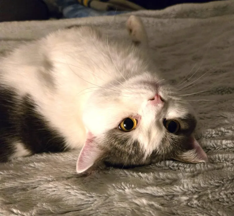An adult large-sized male Gray & White Munchkin cat named Stitchks for adoption in Burlington, WA