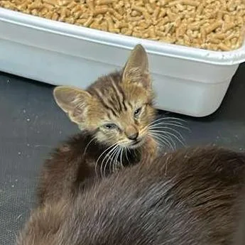 McNugget
