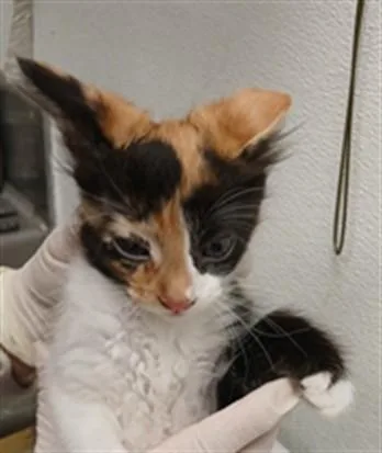 A baby small-sized female Domestic Short Hair cat named Moana for adoption in Los Angeles, CA