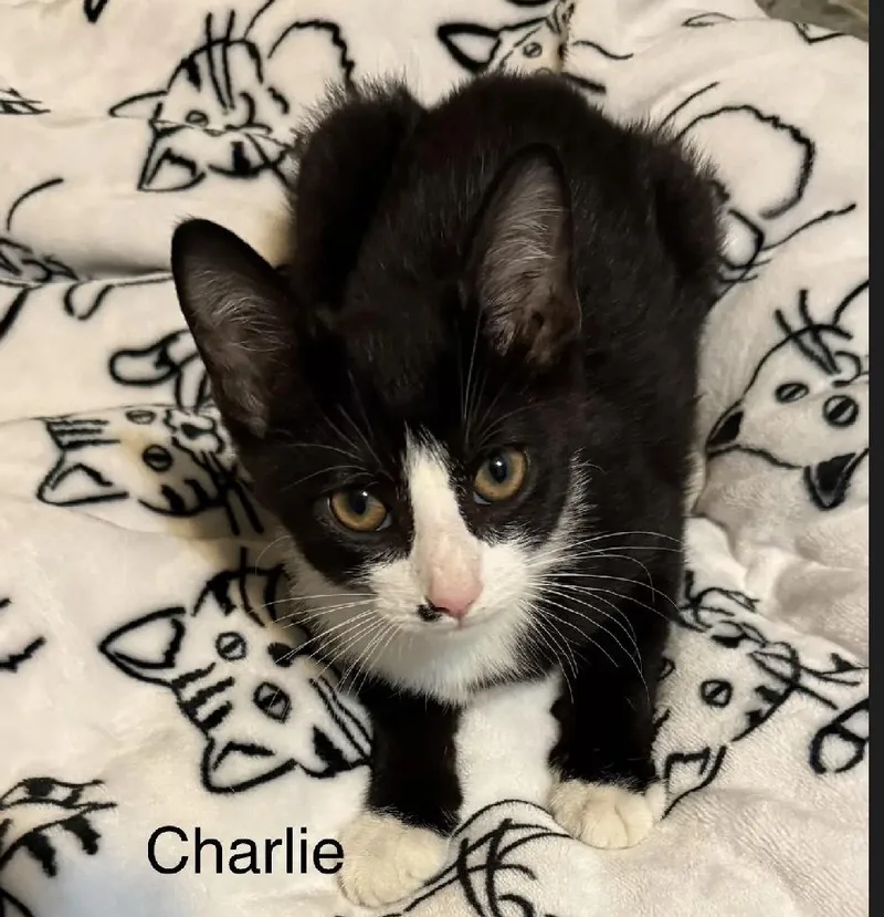 Charlie