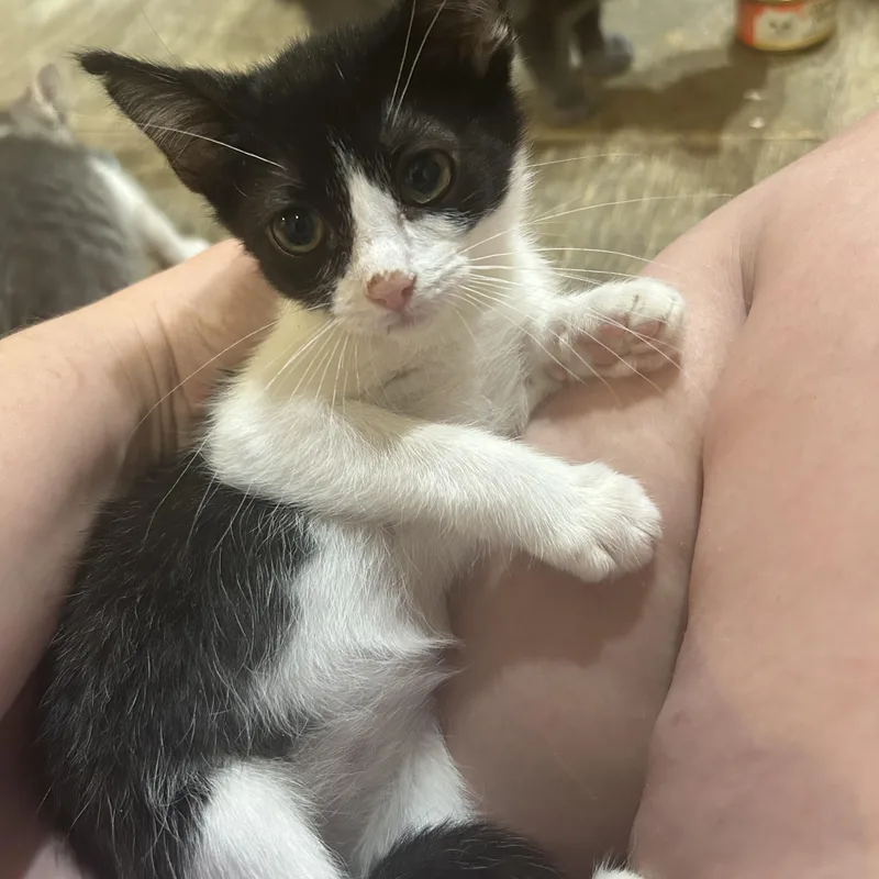 A young medium-sized female Tuxedo cat named Snickers for adoption in Wheeling, IL