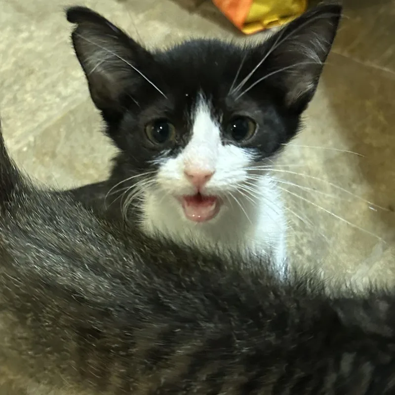 Snickers thumbnail 2