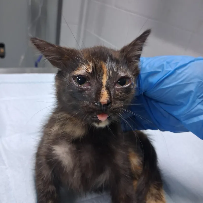 A baby small-sized female Black Domestic Short Hair cat named Posh for adoption in Summerville, SC