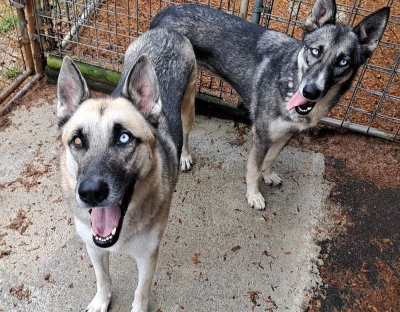 Tucker And Sadie thumbnail 2