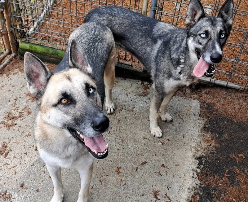 Tucker And Sadie thumbnail 4