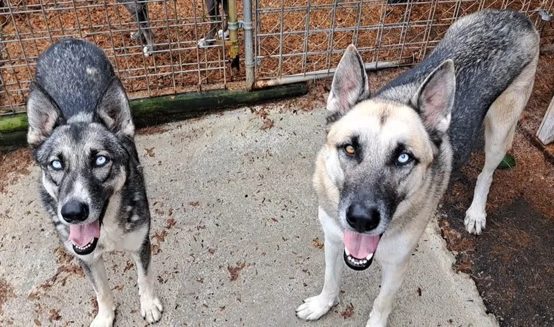 Tucker And Sadie thumbnail 5