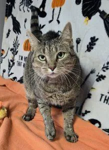 An adult medium-sized female Domestic Short Hair cat named Honey for adoption in Bucyrus, OH
