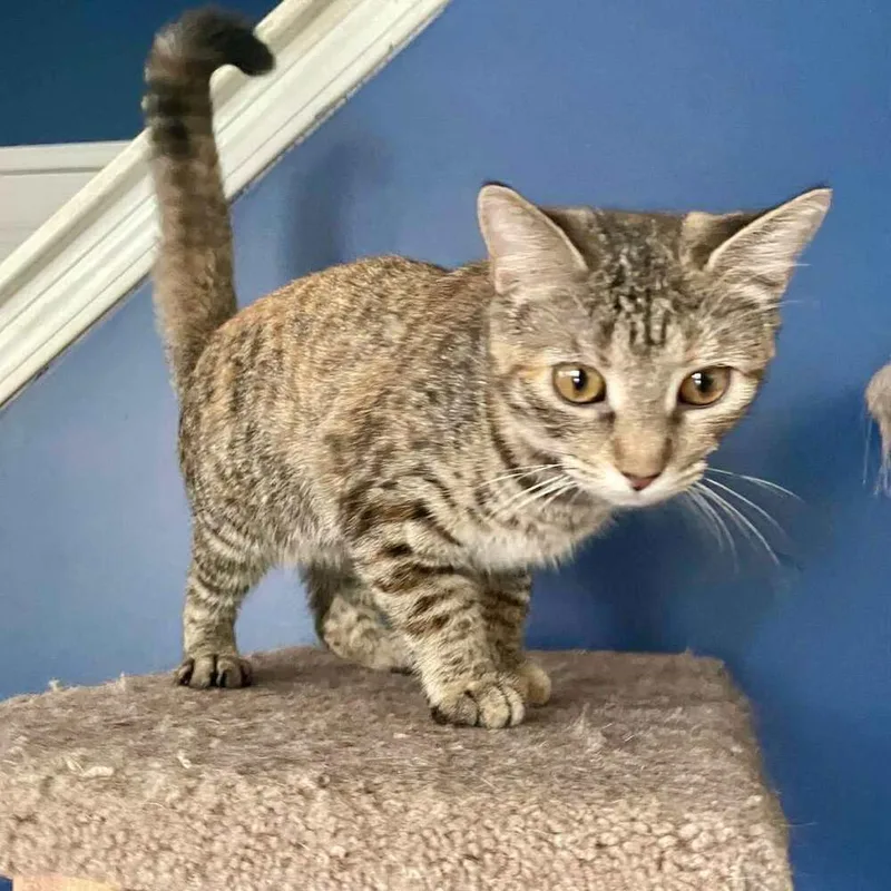 Skittles thumbnail 2