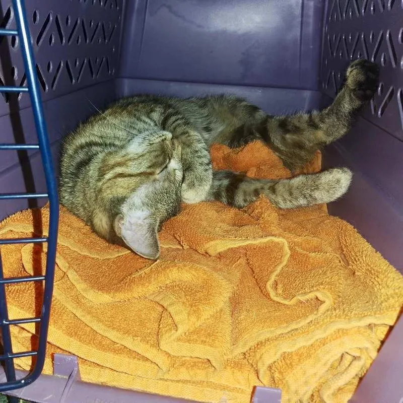 Skittles thumbnail 3