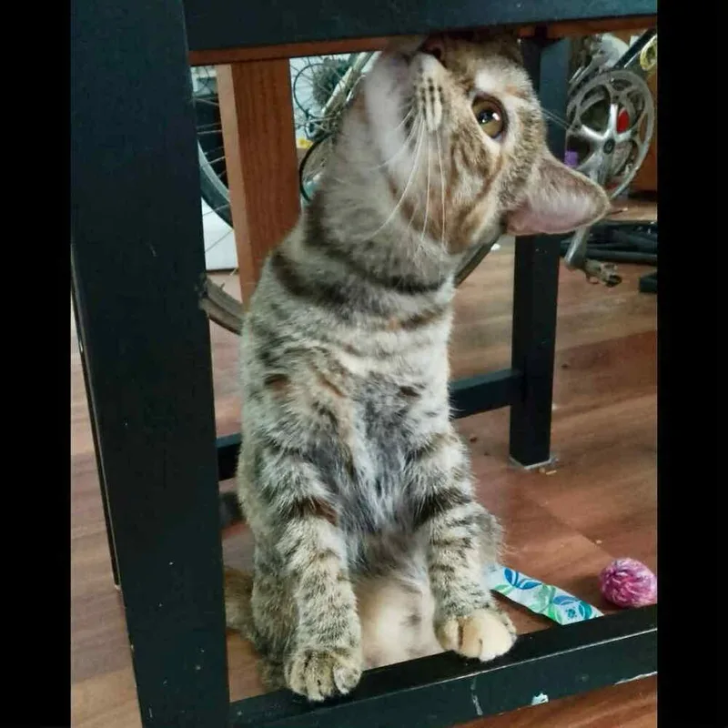 Skittles thumbnail 4