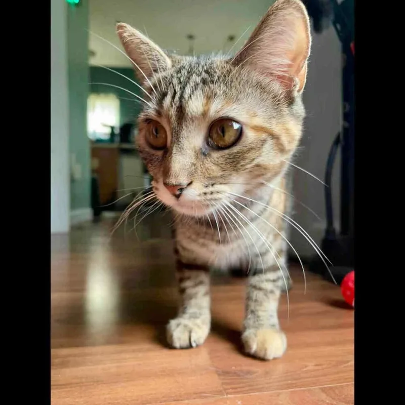 Skittles thumbnail 6