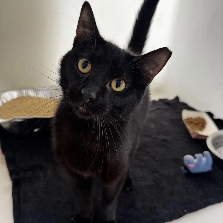 An adult medium-sized male Black Domestic Short Hair cat named Fizz for adoption in Waterloo, IA