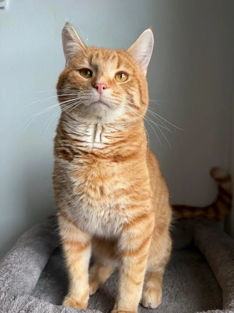 A young medium-sized male Domestic Short Hair cat named Hemingway for adoption in Menomonie, WI