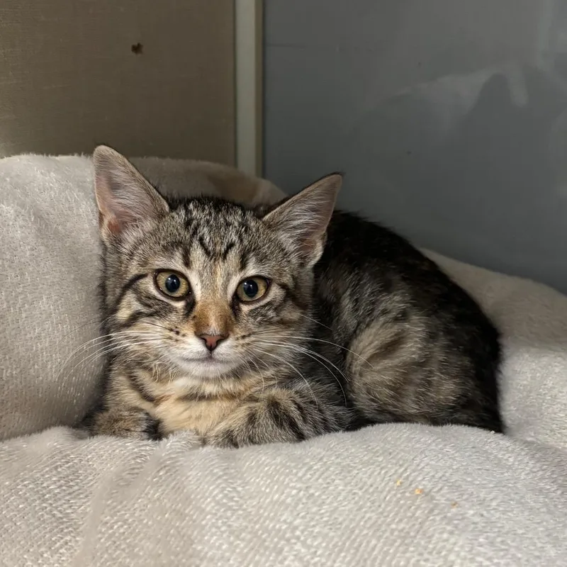 A baby small-sized female Buff / Tan / Fawn Domestic Short Hair cat named Fern for adoption in Fairmont, WV