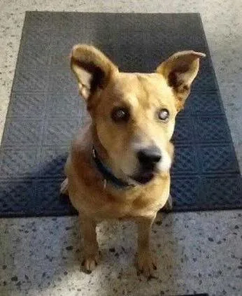 Nicholas Aka Ray Charles thumbnail 5