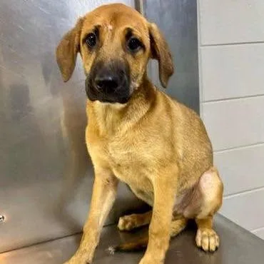 A baby medium-sized male Yellow / Tan / Blond / Fawn Hound dog named Teton for adoption in Long Island City, NY
