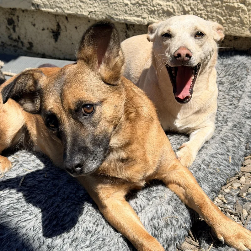 A young small-sized male Chihuahua dog named Oscar & Walt for adoption in Purcellville, VA