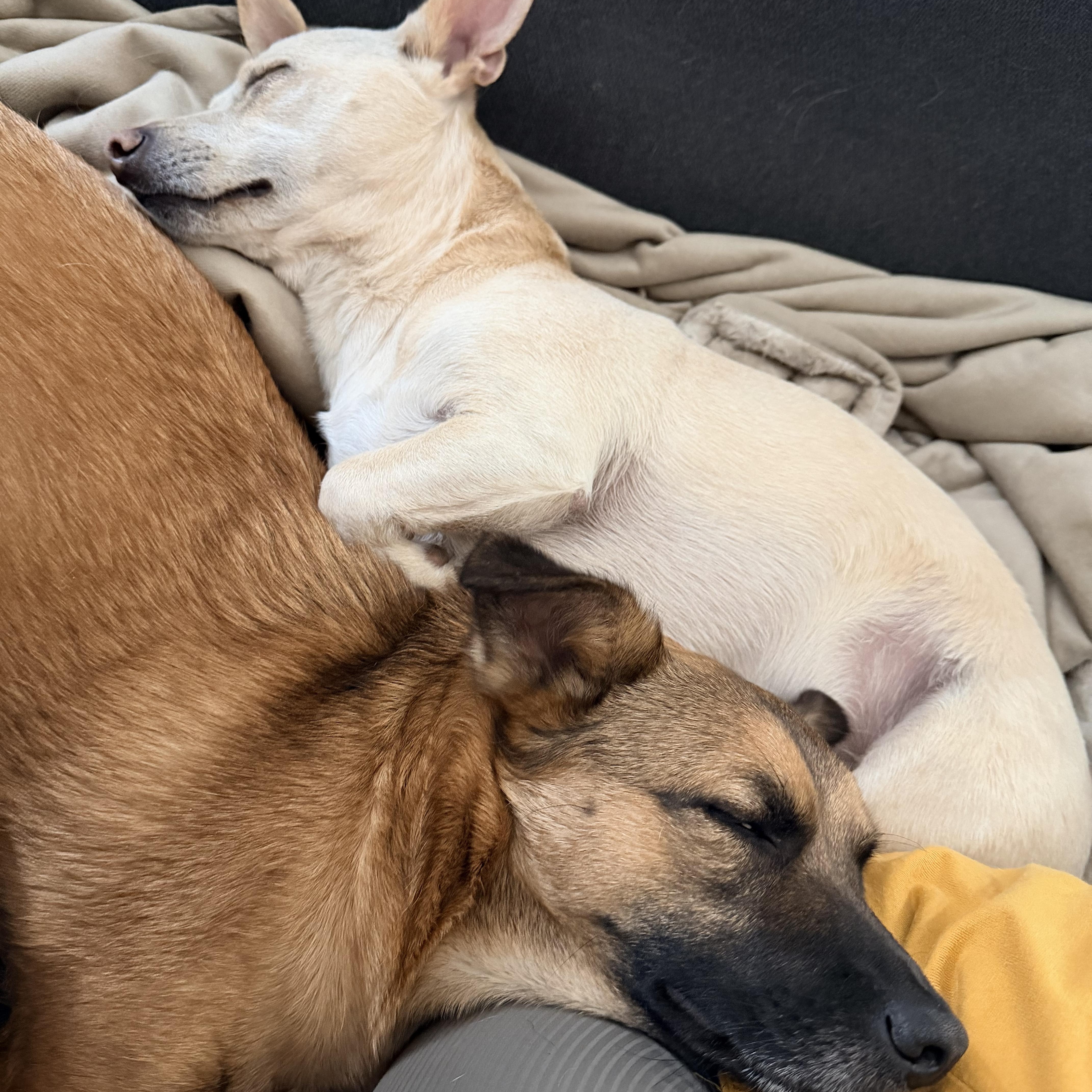 Oscar & Walt thumbnail 3