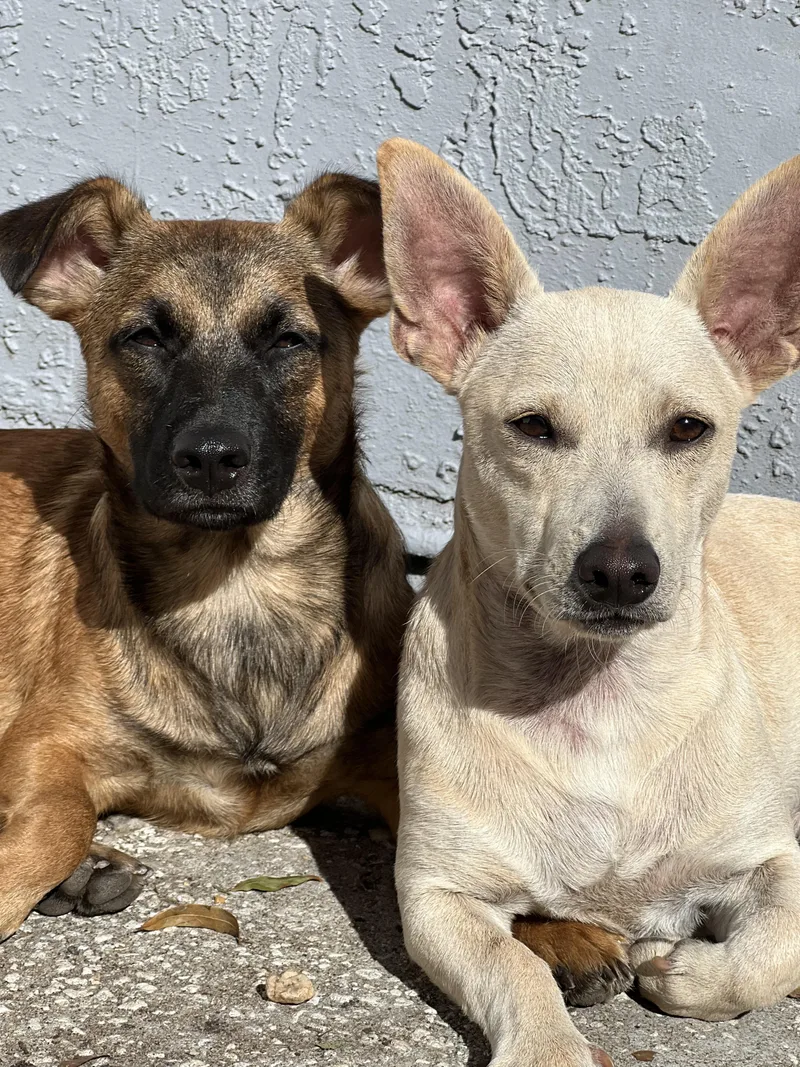 Oscar & Walt thumbnail 5