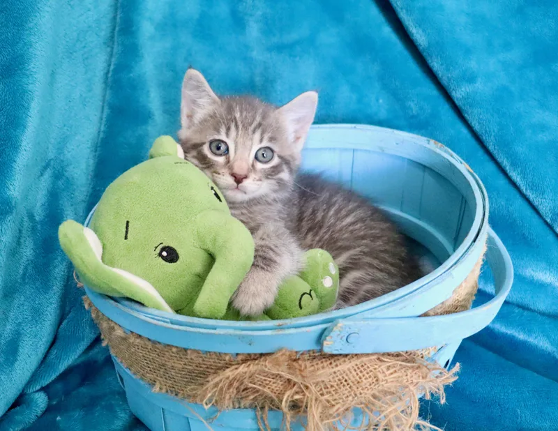 A baby medium-sized male Gray / Blue / Silver Tabby cat named Peter for adoption in Saint Augustine, FL