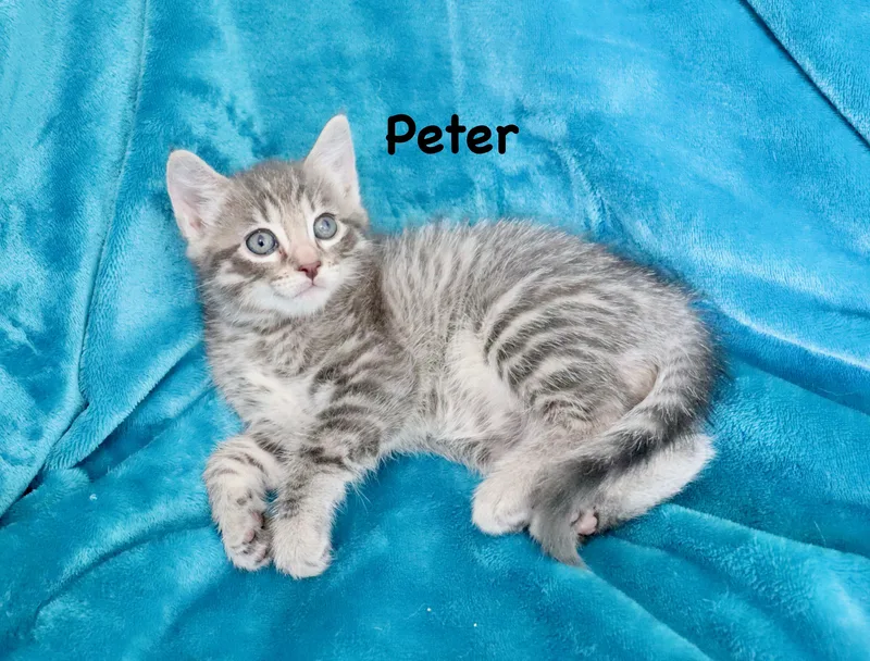 Peter thumbnail 5