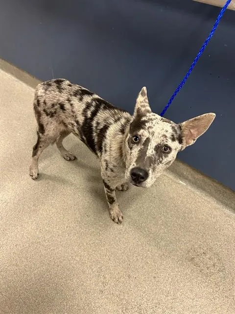A young medium-sized female Catahoula Leopard Dog dog named Sky for adoption in Miami, FL