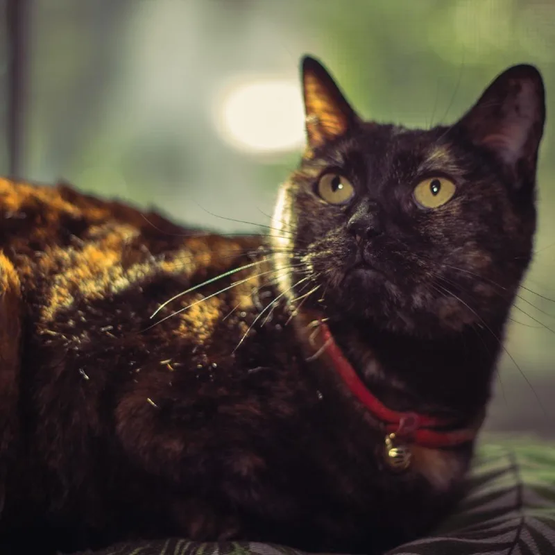 An adult small-sized female Tortoiseshell Domestic Short Hair cat named KitKat for adoption in Los Angeles, CA