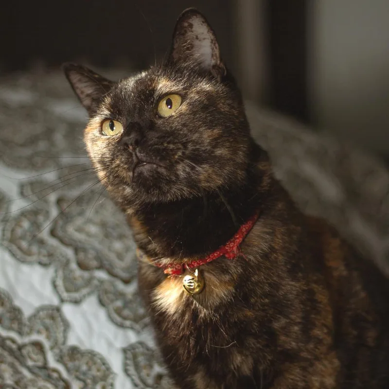 KitKat thumbnail 4