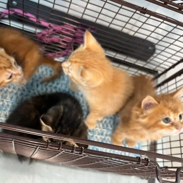 A baby small-sized male Domestic Short Hair cat named Blaze for adoption in Des Moines, IA