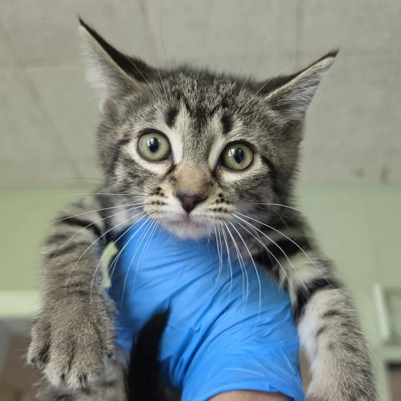 A baby small-sized female Brown / Chocolate Domestic Short Hair cat named Dinner for adoption in Troy, IL