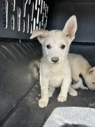 A baby small-sized female Husky dog named Juneau for adoption in Fresno, CA
