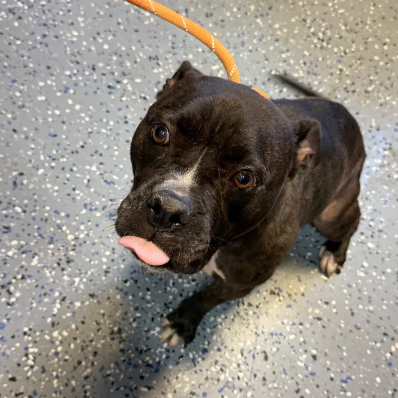 An adult medium-sized female Brindle Pit Bull Terrier dog named Sabrina for adoption in Tuscaloosa, AL