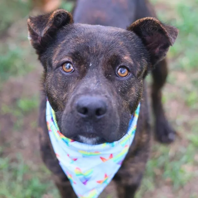 A young medium-sized male American Staffordshire Terrier dog named Brownie for adoption in San Antonio, TX