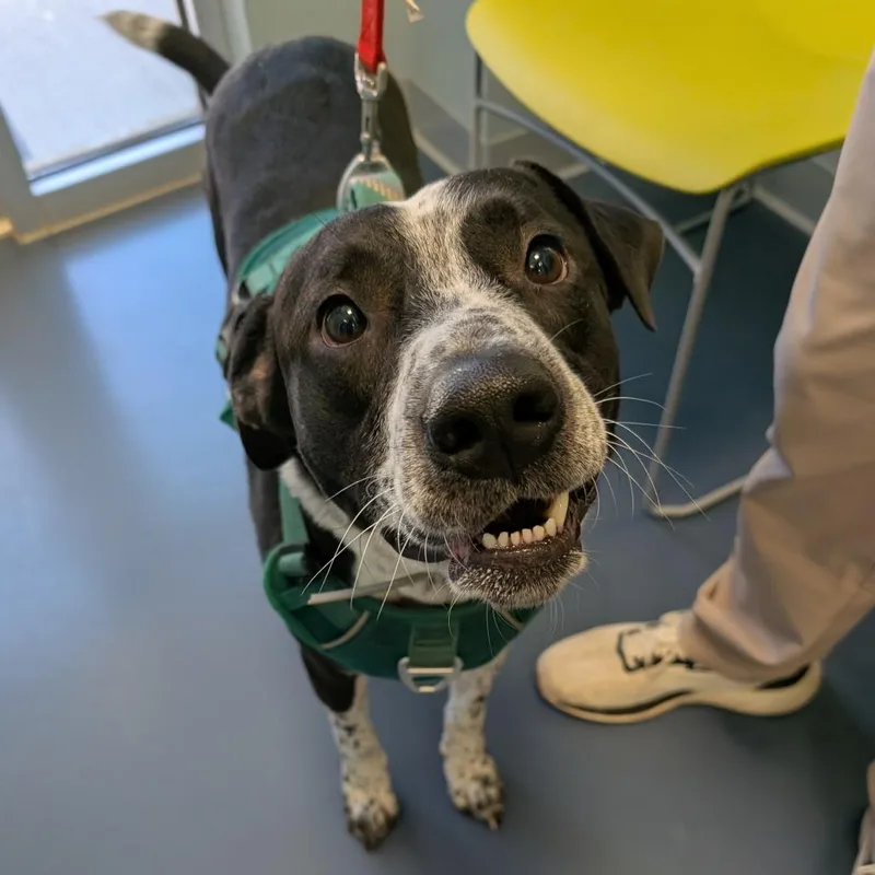 An adult medium-sized male Black Border Collie dog named Ruffin for adoption in Greensboro, NC