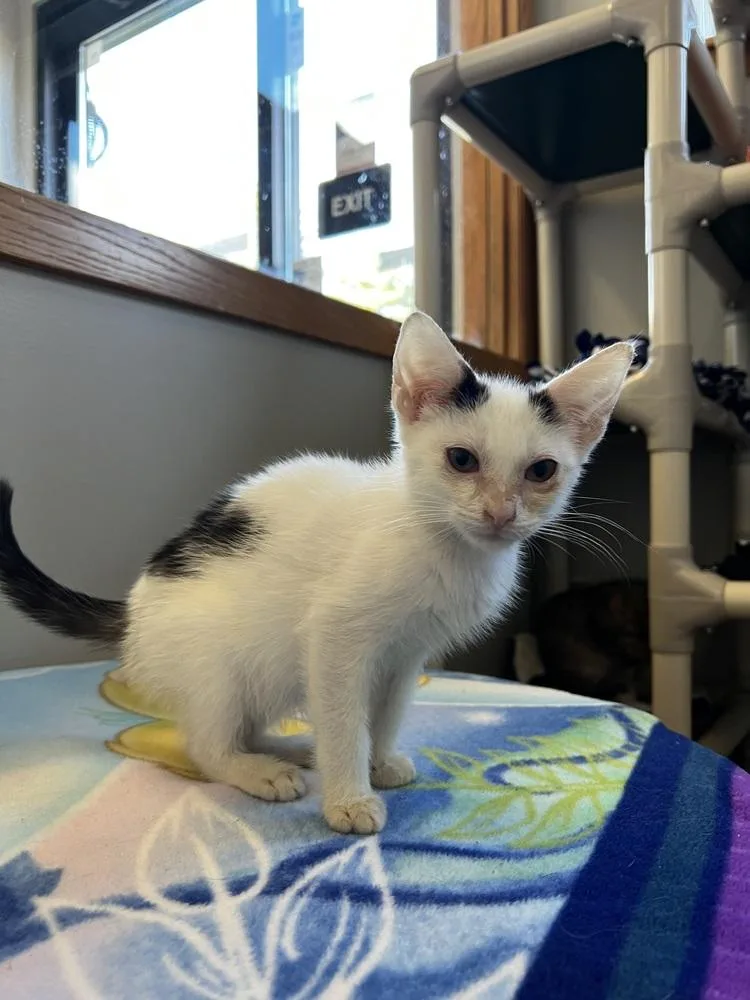 An adult medium-sized male Black & White / Tuxedo Domestic Short Hair cat named Gravy for adoption in Bemidji, MN