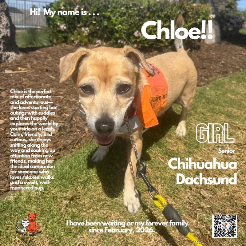 A senior small-sized female Yellow / Tan / Blond / Fawn Chihuahua dog named Chloe for adoption in Westminster, CA