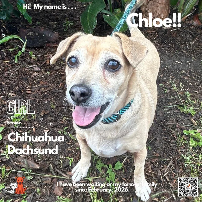 Chloe thumbnail 2