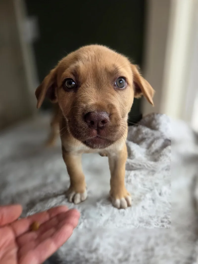 A baby large-sized male Labrador Retriever dog named Vinny for adoption in Port Angeles, WA