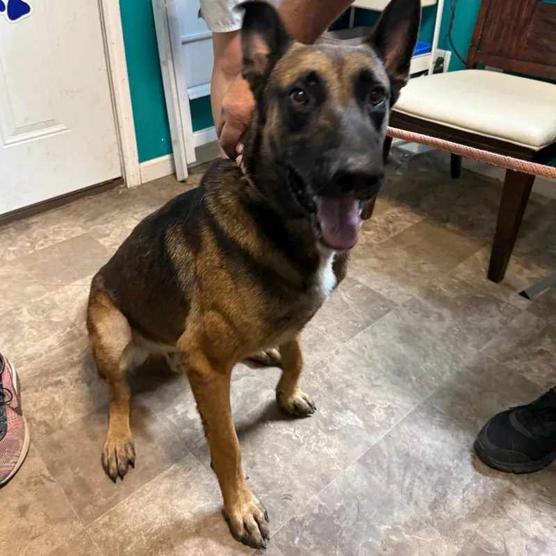 An adult large-sized male Brown / Chocolate Belgian Shepherd / Malinois dog named Mark for adoption in Floresville, TX